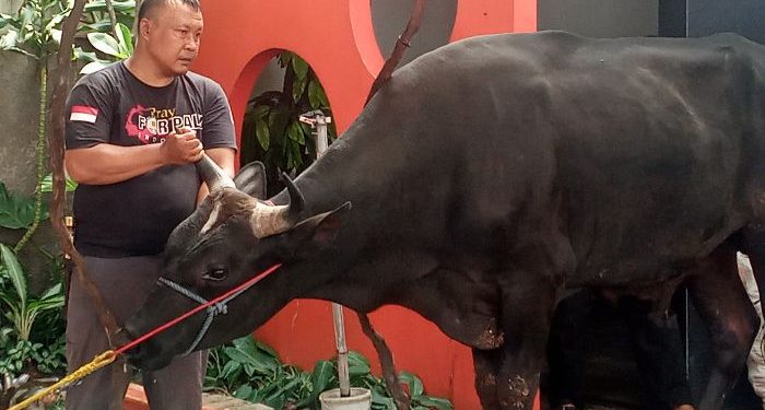 Hewan Kurban milik Mam Fifi