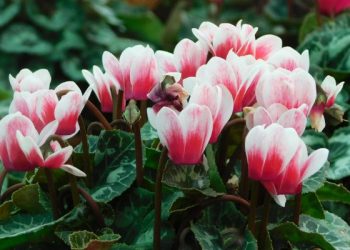 Belajarlah Melihat ke bawah