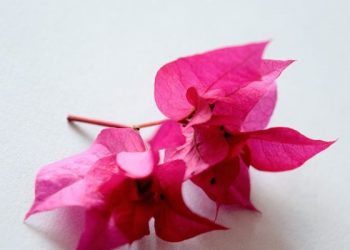 Adil lebih Dekat kepada Takwa