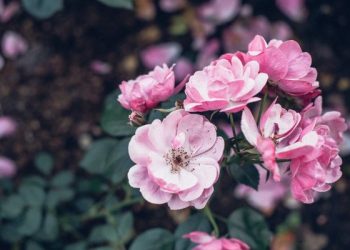 Betapa Pentingnya Ikhlas dalam Beribadah