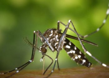 Inovasi Baru Cegah Penyebaran DBD