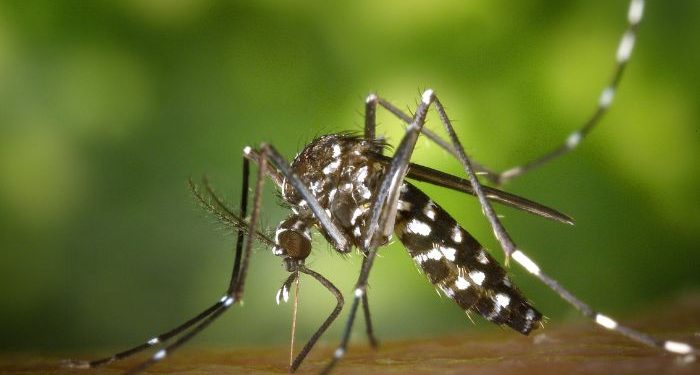 Inovasi Baru Cegah Penyebaran DBD