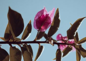 Keadaan Seorang Mukmin seperti Tangkai Ditiup Angin