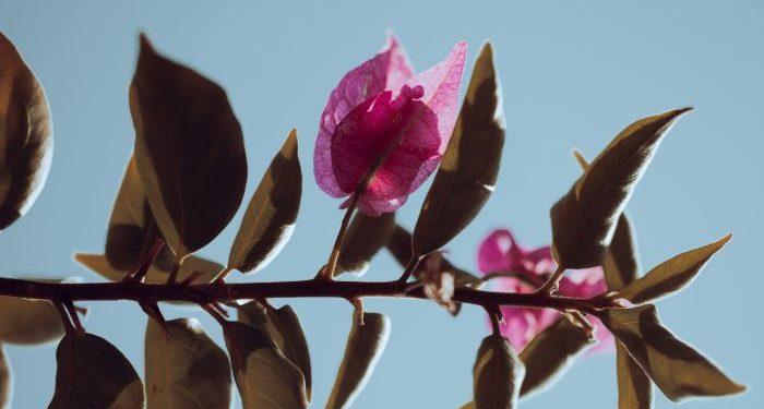 Keadaan Seorang Mukmin seperti Tangkai Ditiup Angin