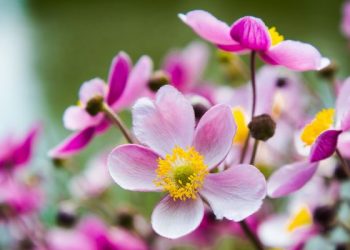 Kemaksiatan Mengurangi Keimanan