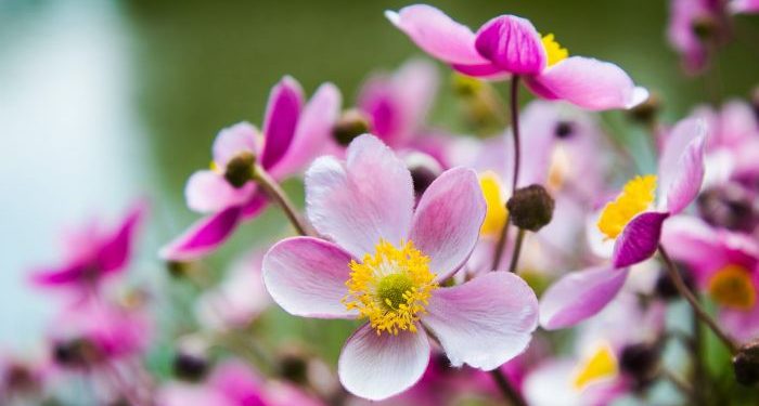 Kemaksiatan Mengurangi Keimanan