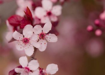 Makna Hadis jika Tidak Malu, Berbuatlah Sesukamu