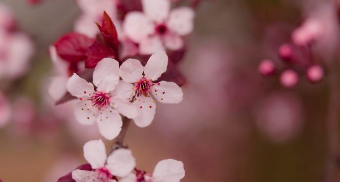 Makna Hadis jika Tidak Malu, Berbuatlah Sesukamu