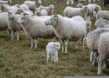 Kewajiban Berkurban Bagi yang Mampu Melaksanakannya