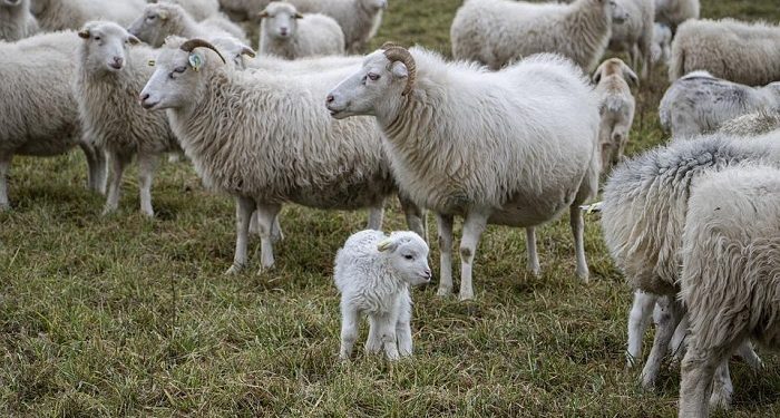 Kewajiban Berkurban Bagi yang Mampu Melaksanakannya