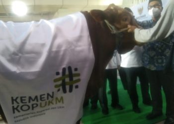 KEMENKOPUKM Salurkan Hewan Kurban Kepada BAZNAS