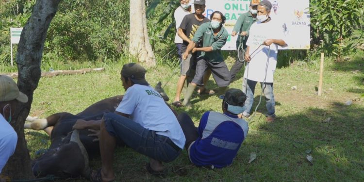 Semarak Kurban Online BAZNAS 1443H