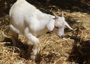 Perbedaan Makna Udhhiyah dan Qurban