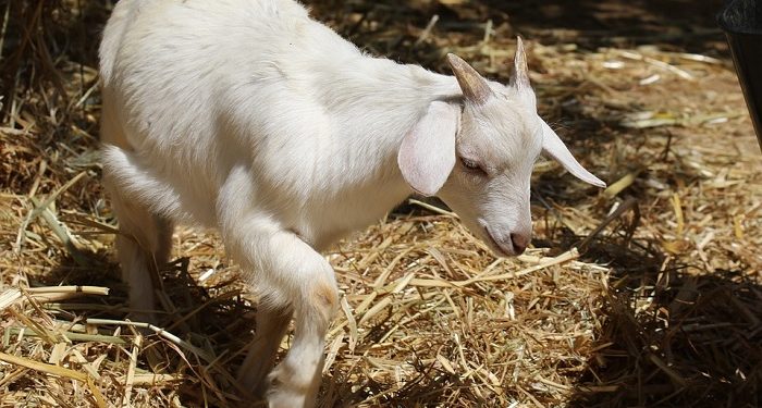 Perbedaan Makna Udhhiyah dan Qurban