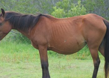 Hikmah Hewan Diciptakan Tidak Berakal