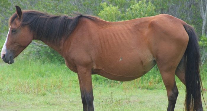 Hikmah Hewan Diciptakan Tidak Berakal