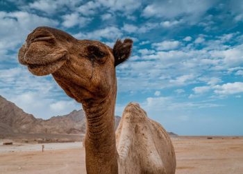 Kisah Nabi Saleh dan Unta dari Batu Karang