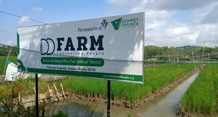 Dompet Dhuafa Berdayakan Petani Sedayu Melalui Program Mina Padi