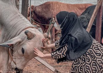 Jelang Idul Adha, Ria Ricis Qurban Sapi Beratnya Capai 1,2 Ton