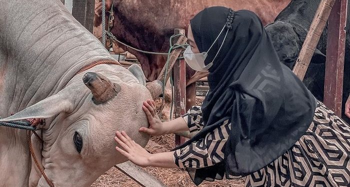 Jelang Idul Adha, Ria Ricis Qurban Sapi Beratnya Capai 1,2 Ton