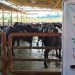 Kampung di Riung Ini Tak Dapat Daging Kurban selama 30 Tahun