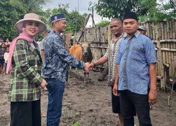 Idul Adha Tahun Ini, Bella Shofie Kurban 27 Ekor Sapi