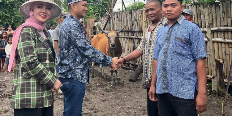 Idul Adha Tahun Ini, Bella Shofie Kurban 27 Ekor Sapi