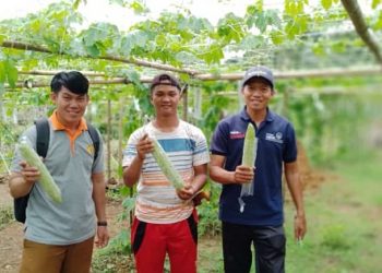 Usaha Hortikultura Petani Muda di Tanah Bumbu Semakin Maju