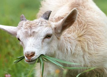 Bedanya putusan daud dan sulaiman