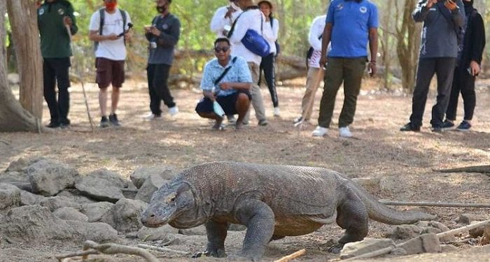 Tarif Tiket Masuk Pulau Komodo 3,75 Juta Ditunda, Berikut Update Tarif yang Berlaku