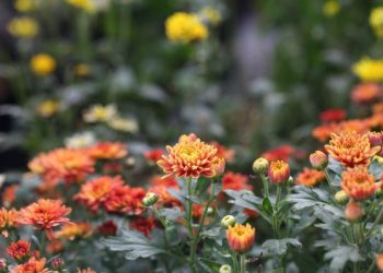 Jangan Melalaikan Kebutuhan Dunia dan Akhirat