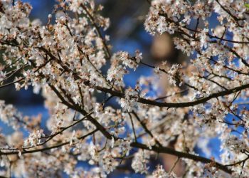 Sahabat Baik adalah Nikmat Luar Biasa