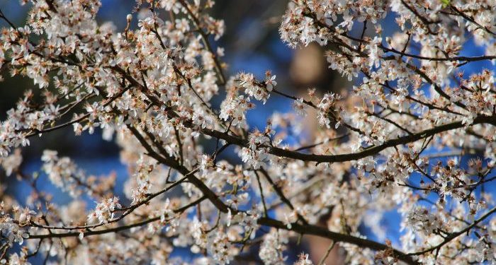 Sahabat Baik adalah Nikmat Luar Biasa