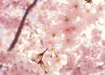 Amalan yang Pertama Dihisab pada Hari Kiamat