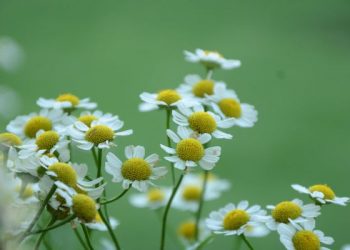 Tanda Keikhlasan dalam Mengikuti Syariat