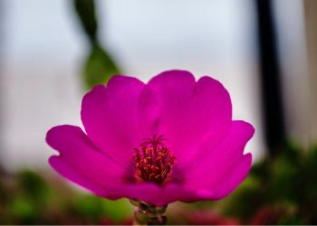 Syarat-Syarat Terkabulnya Doa