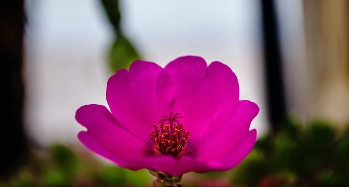 Syarat-Syarat Terkabulnya Doa