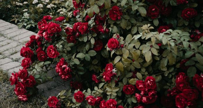 Cara Menjaga Diri dari Syirik Kecil