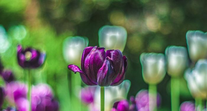 Mengenal Allah dan Mengenal Diri Sendiri