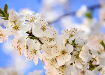 Cara menyikapi perbedaan pendapat ulama