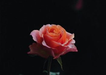 Berbuat Baik kepada Siapa saja