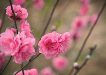 Memperdalam Tauhid & Aqidah di Masa Fitnah