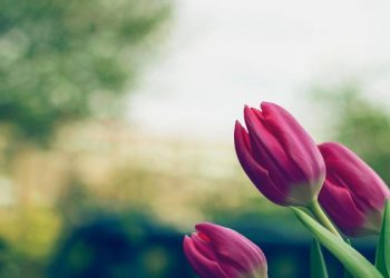 Sikap Para Ulama terhadap Pelaku Kebatilan