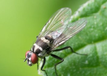Masuk Surga dan Neraka karena Lalat