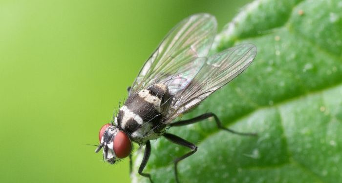 Masuk Surga dan Neraka karena Lalat