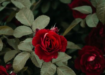 Jadikanlah Segala Sesuatu Bernilai Zikir