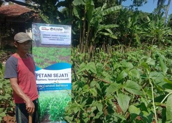 Dulu Serabutan, Kini Makmur Kelola Lahan Pertanian