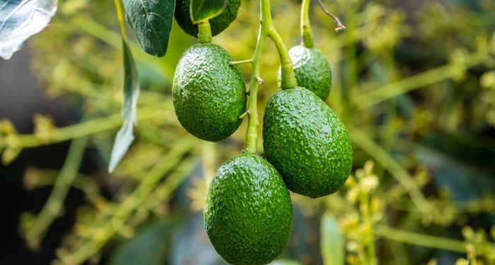 Hukum Jual Beli Buah yang Masih di Pohon