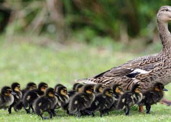 Mulailah dari Diri Sendiri