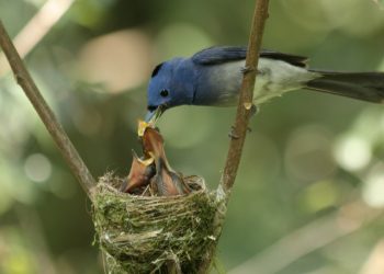 Belajar Tawakal seperti Burung